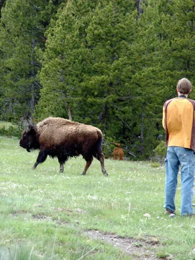Yellowstone tourist gets near to bison: ‘Got what he was asking for’